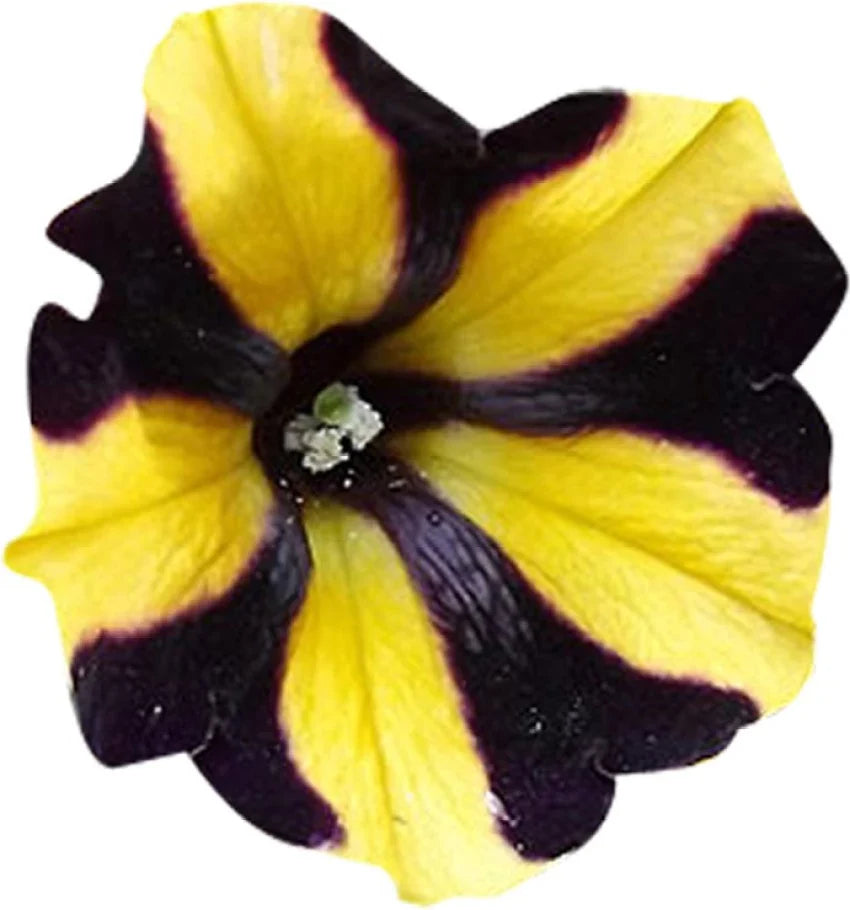 Yellow Black Playmates Flowers in Pots