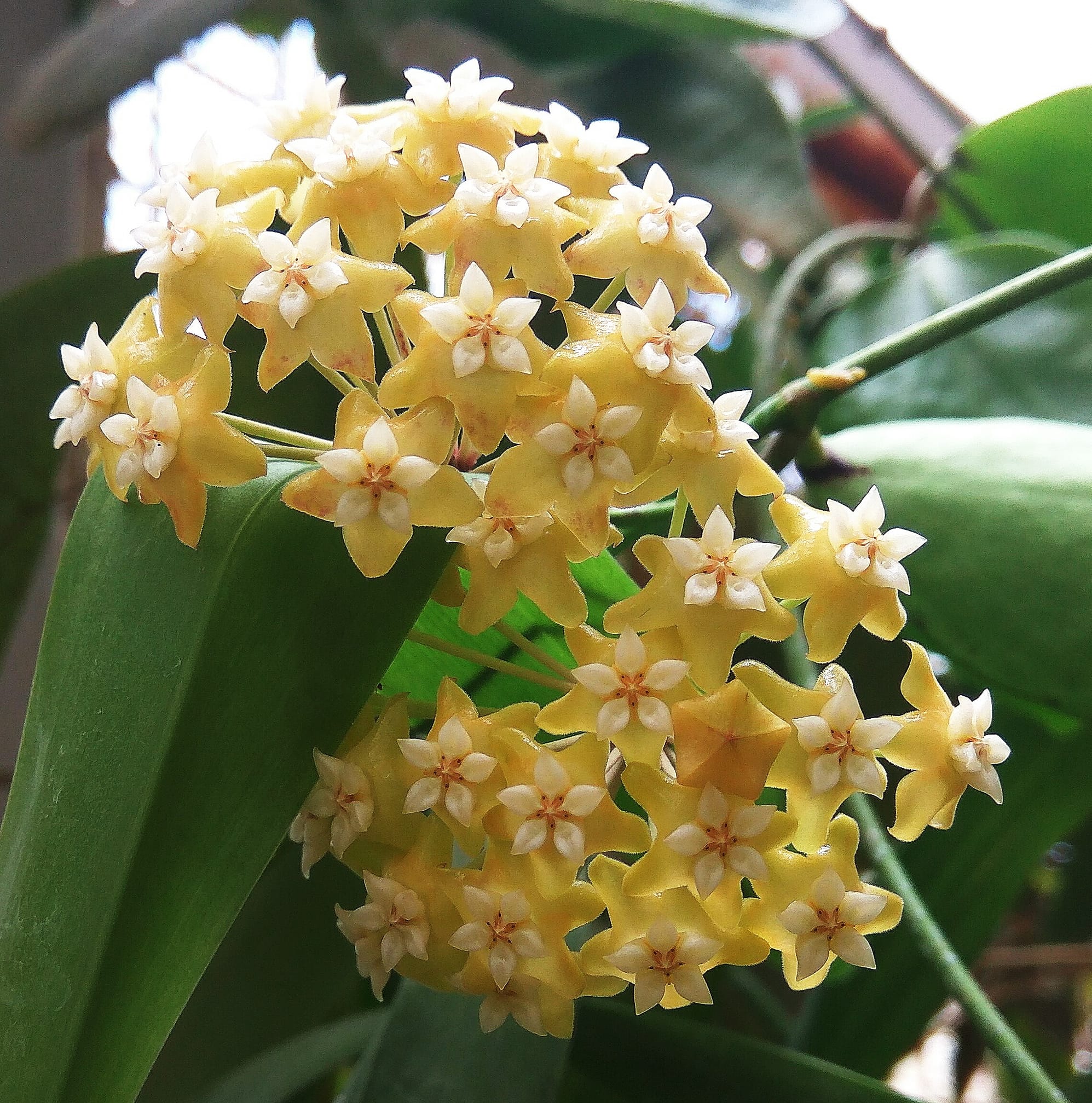 Yellow Carnosa Flowers in Pots