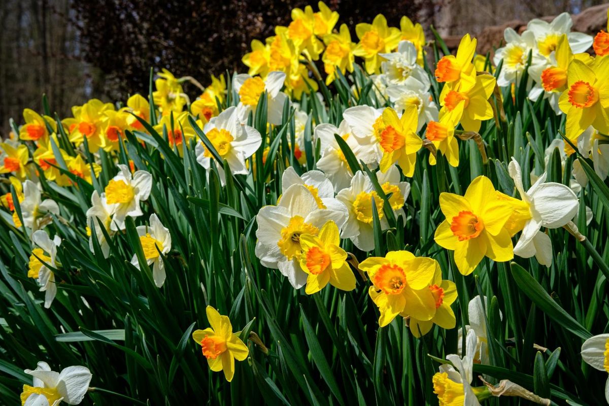 Yellow Daffodil Flowers in Pots