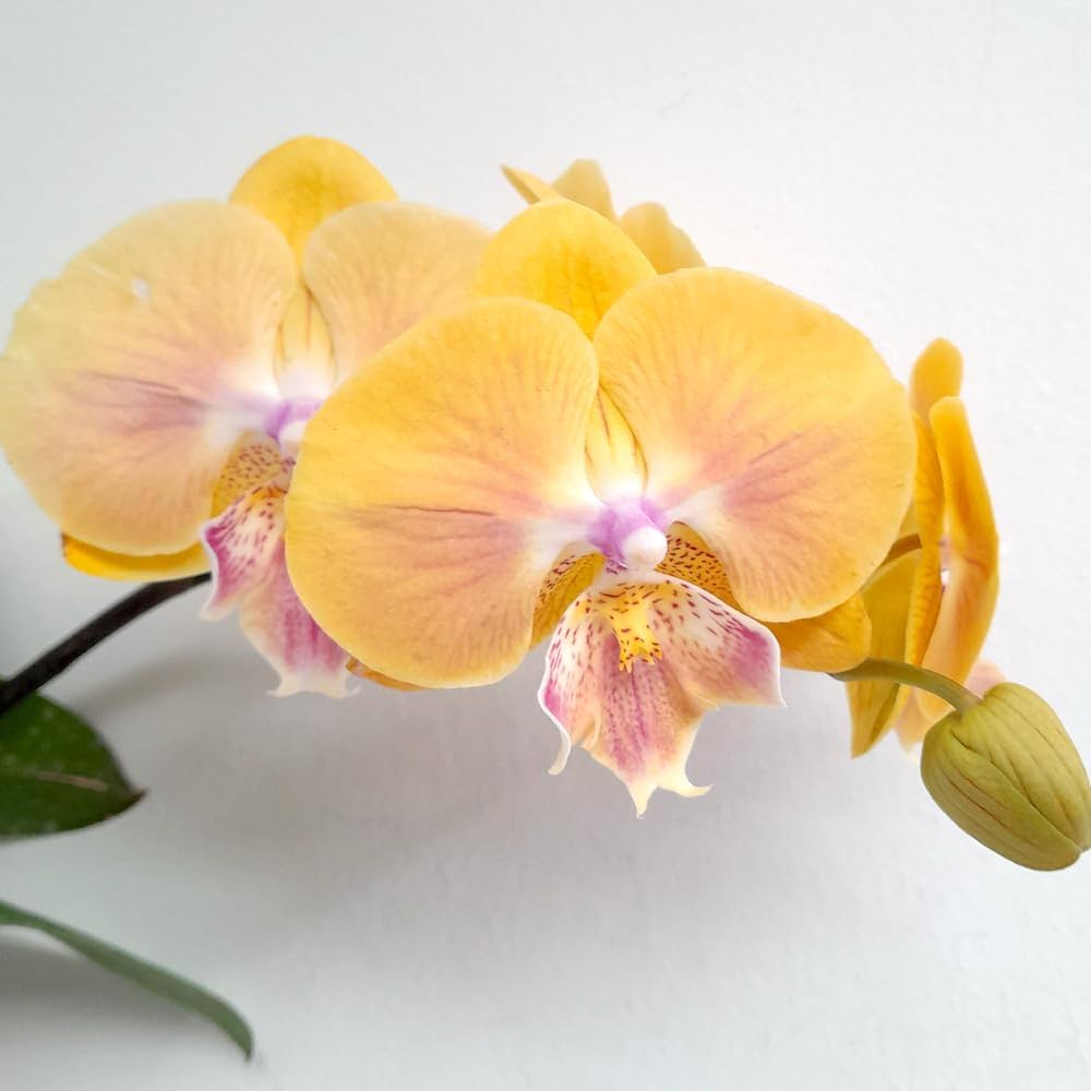 Yellow Orchid Flowers in Pots