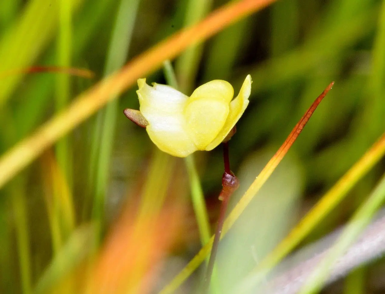Yellow Utricularia Flowers in Pots