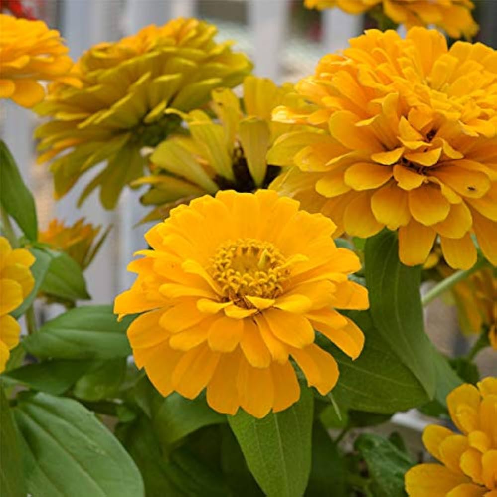 Yellow Zinnia Flowers in Pots