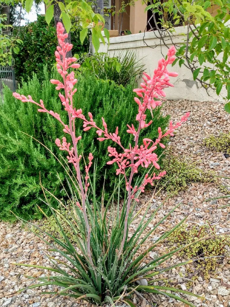 Yucca Desert Red Flowers in Pots