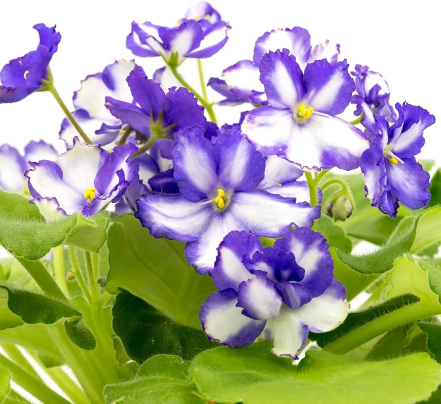 Potted African Violet with White Violet Flowers