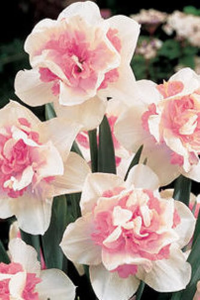 Potted Baby Pink & White Daffodil Flower Plant