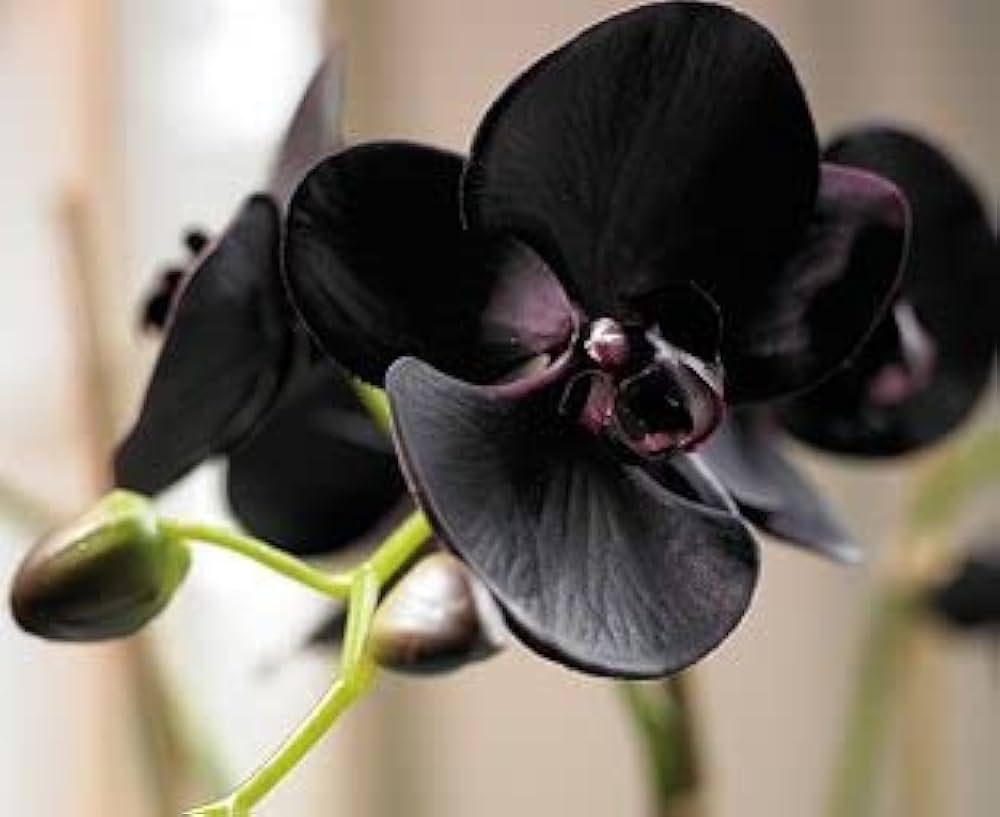 Potted Black Phalaenopsis Orchid Plant