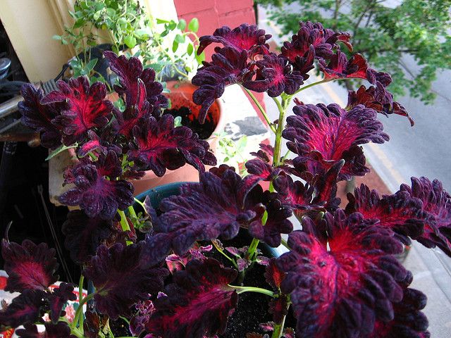 Potted Black Red Dragon Coleus Plant