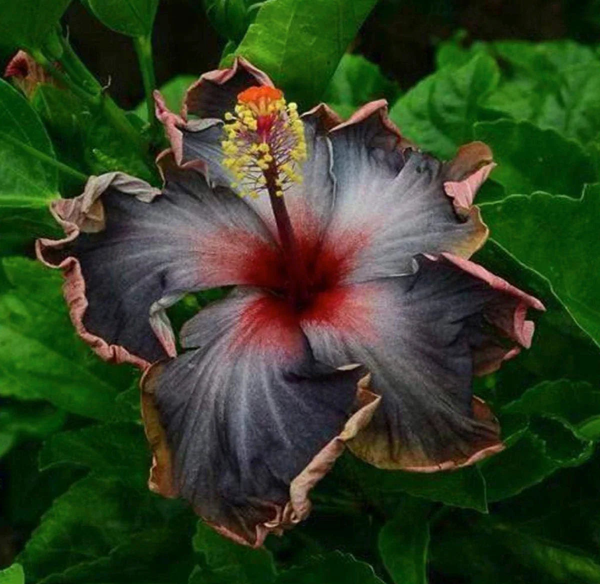 Dark Blue Hibiscus Flower Grown in Pots