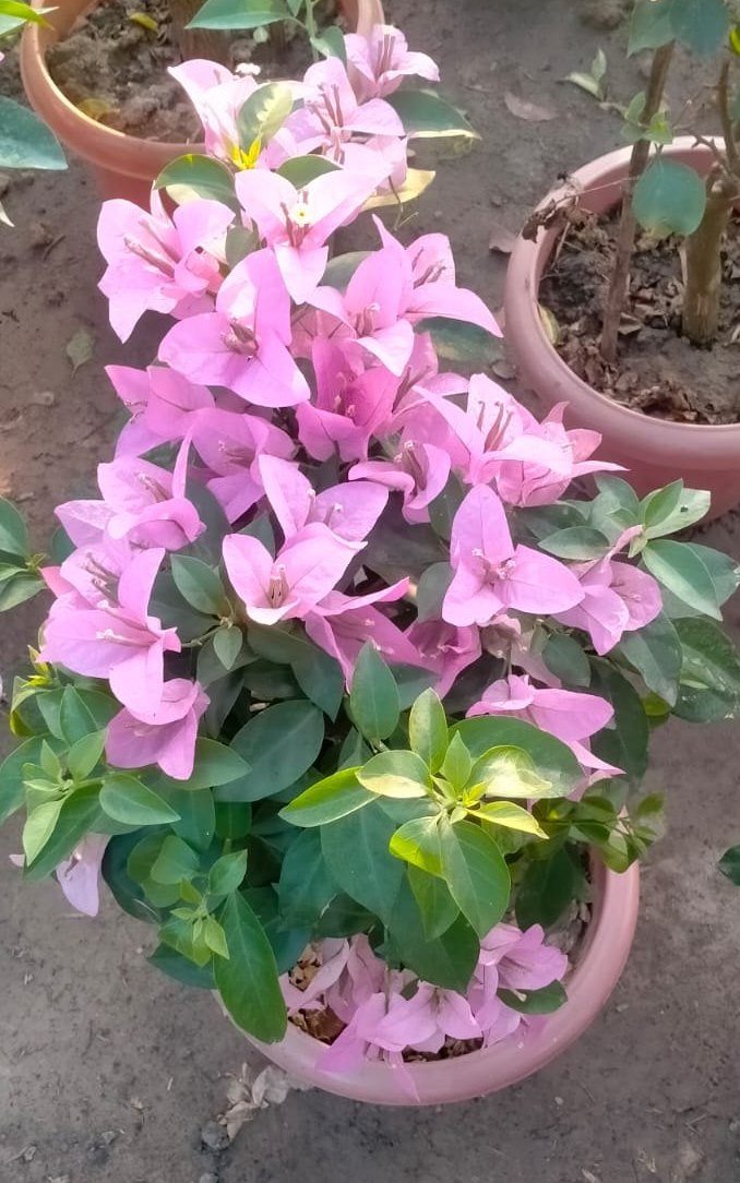 Light Pink Bougainvillea Grown in Containers