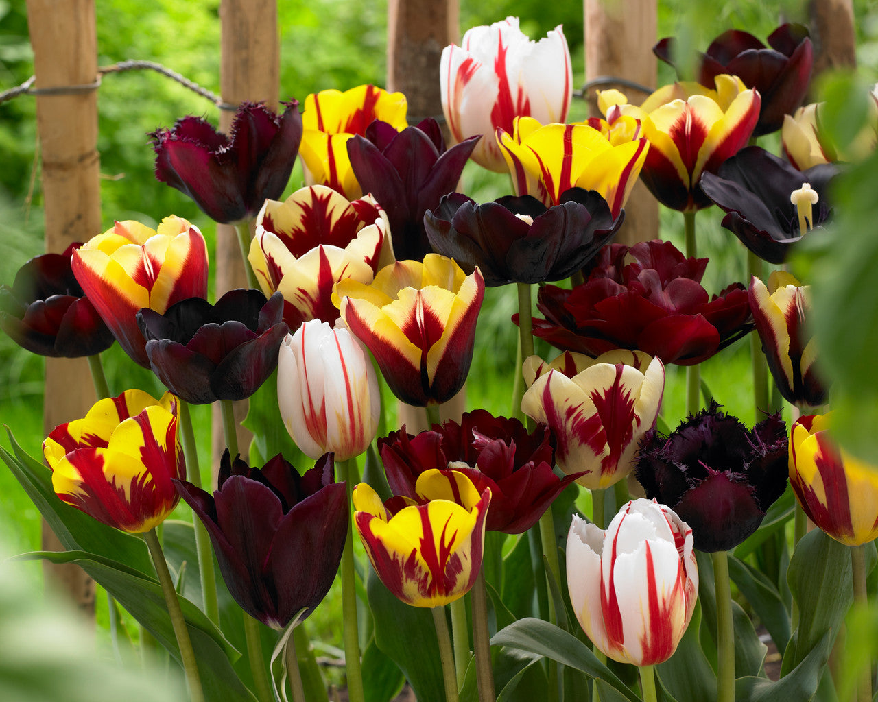Potted Burgundy Tulip Plants
