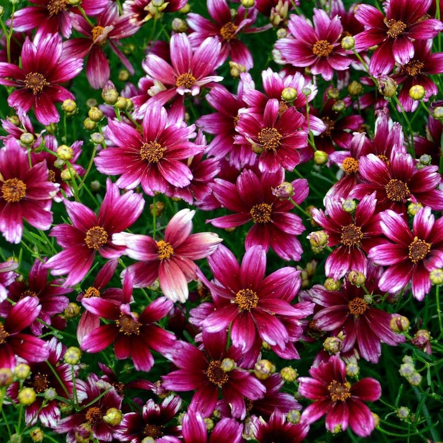 Potted Coreopsis Berry Chiffon flowers for outdoor display