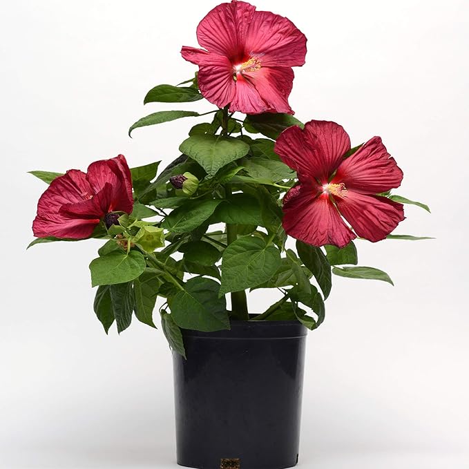 Cranberry Hibiscus Plant in Pots