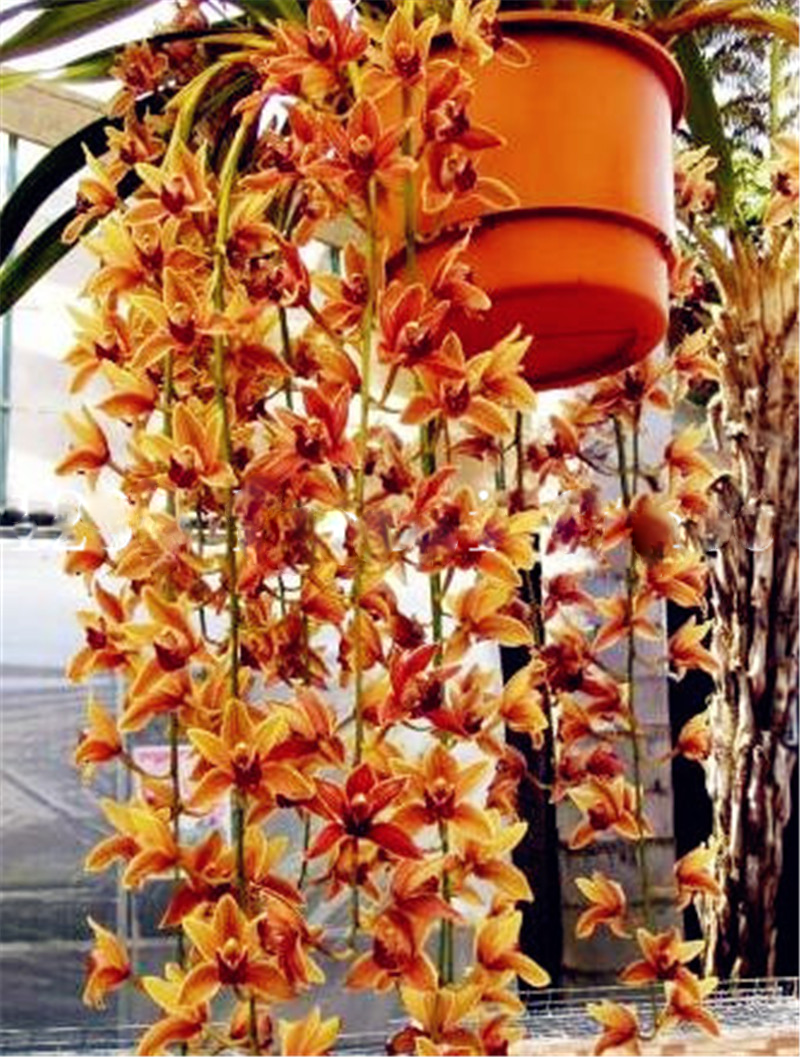 Potted Cymbidium Maxillaria Goeringii Orchid Plant