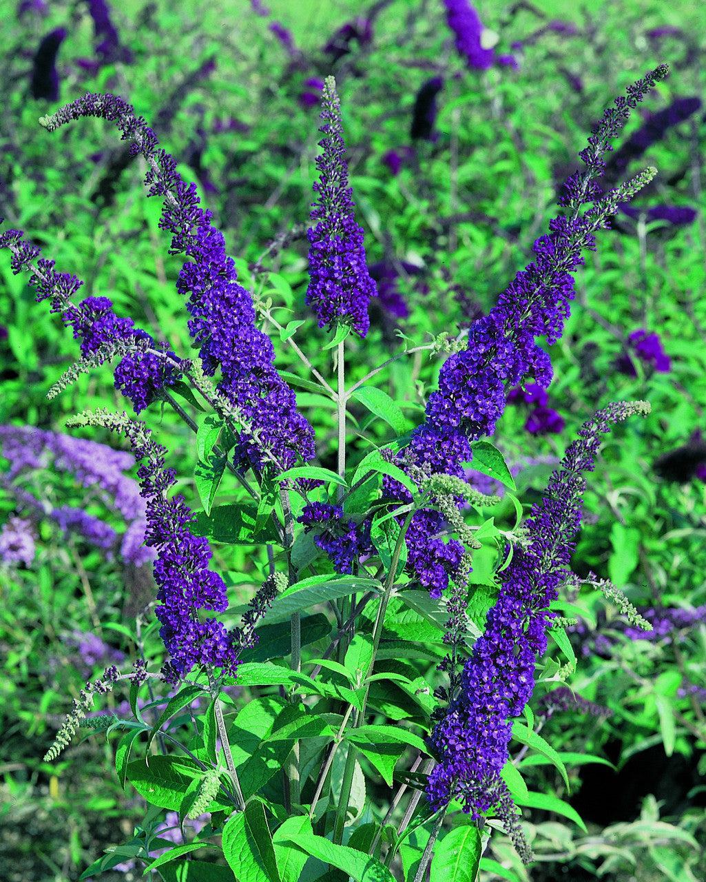 Potted Dark Blue Buddleia Flower Plant