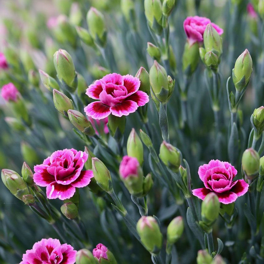 Potted Dark Pink Carnation Plants for Home Garden