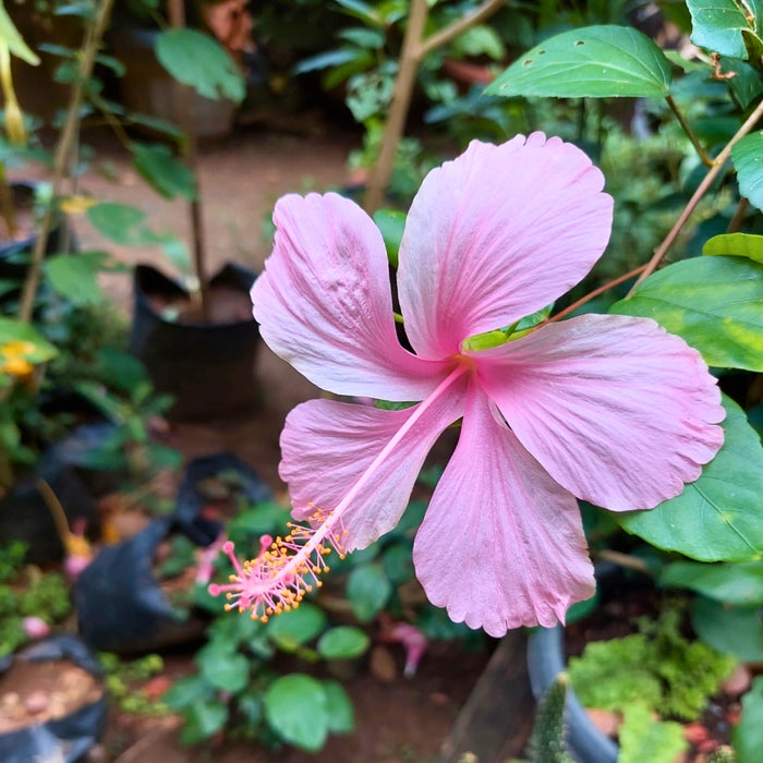 Potted Dark Pink Hibiscus Plant