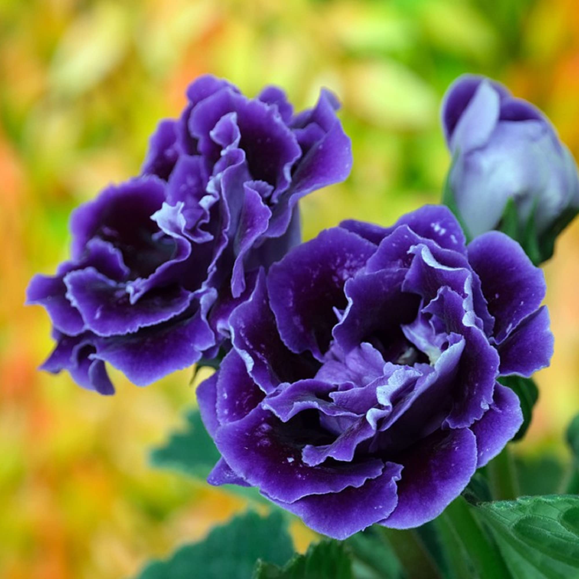 Dark Purple Blue Gloxinia in Decorative Pot