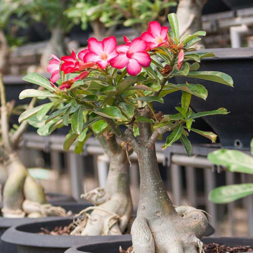 Desert Rose Plant Growing in Pot