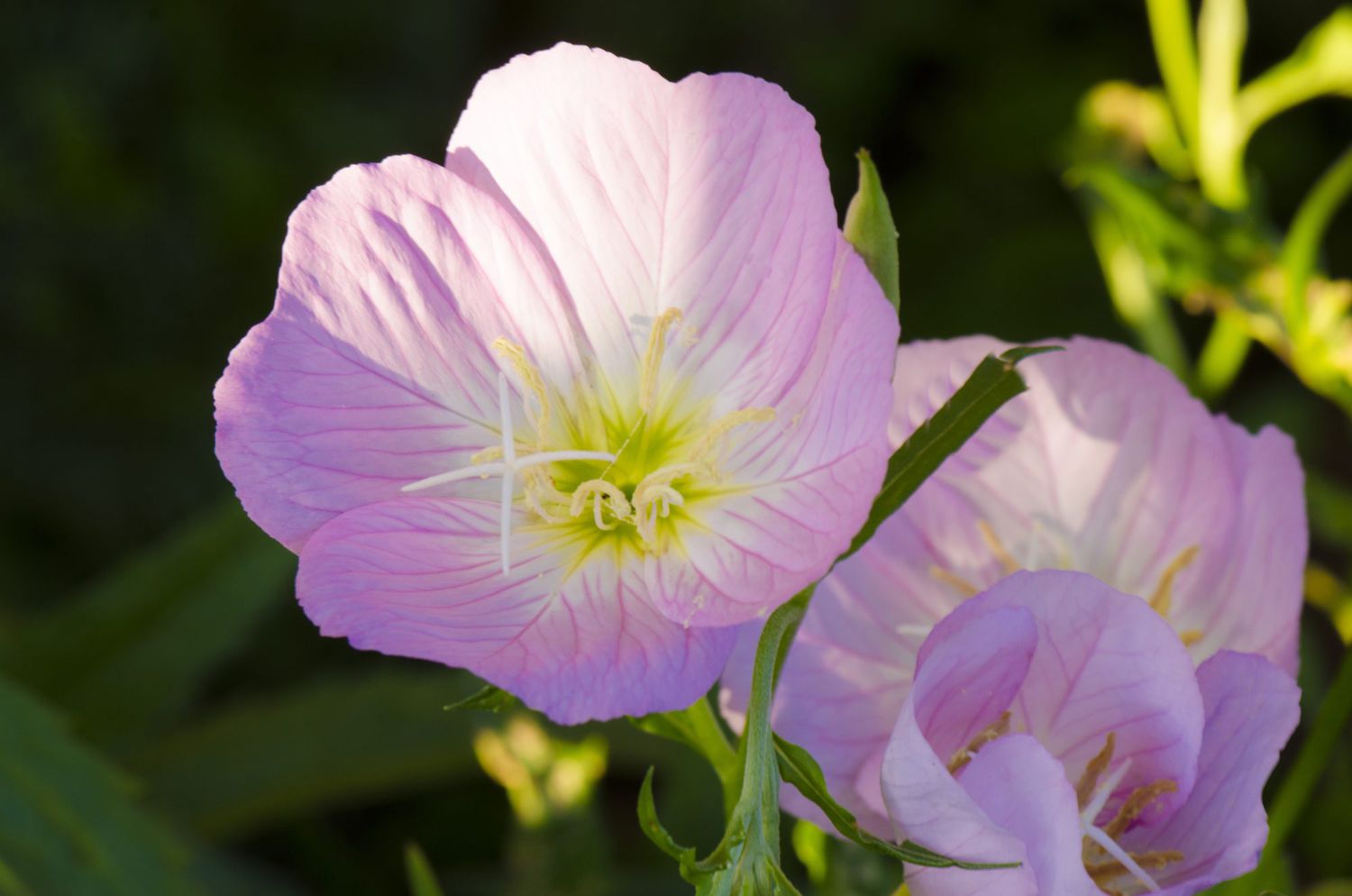 Potted Light Pink Evening-Scented Flowers for Balcony
