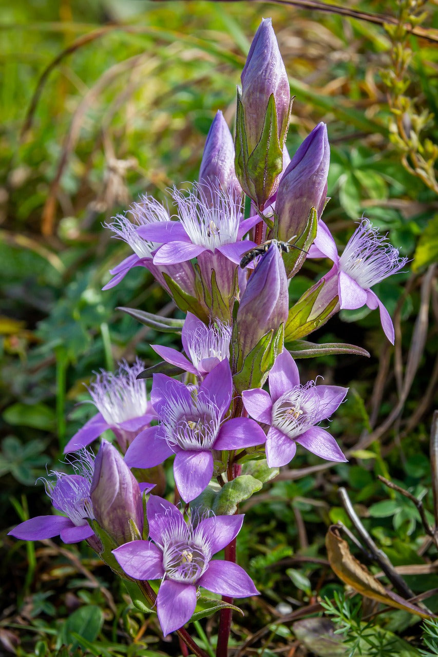Potted Violet Gentian Flower Plant