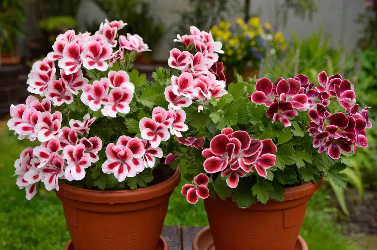 Geranium Flowers Growing in Pots