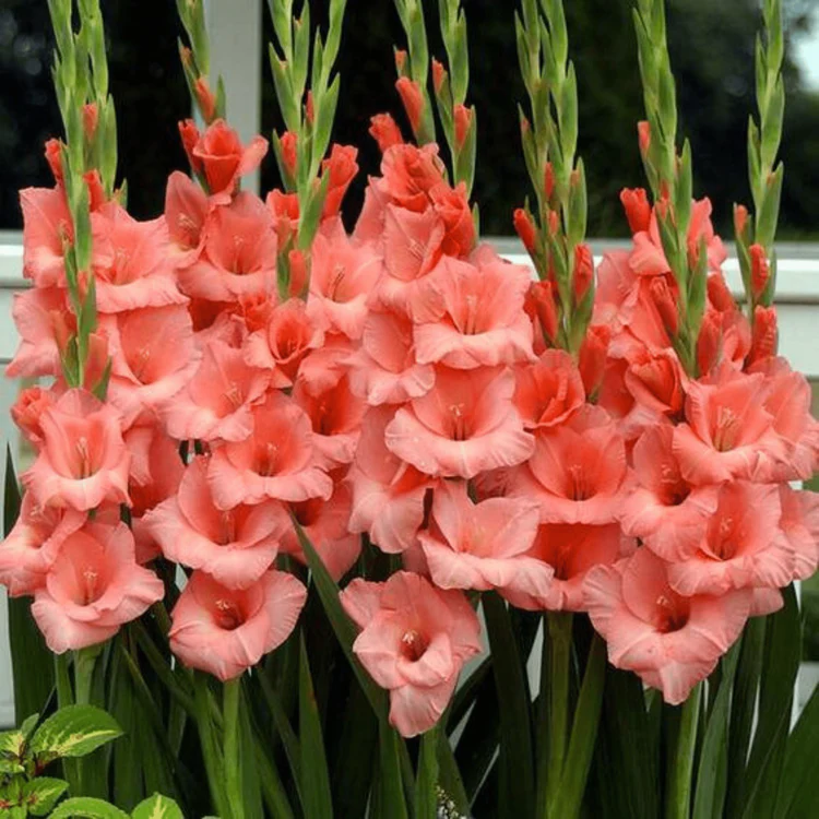 Gladiolus Flowers Growing in Pots