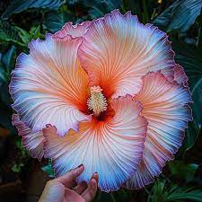 Hibiscus Rainbow Flowers Growing in Pots