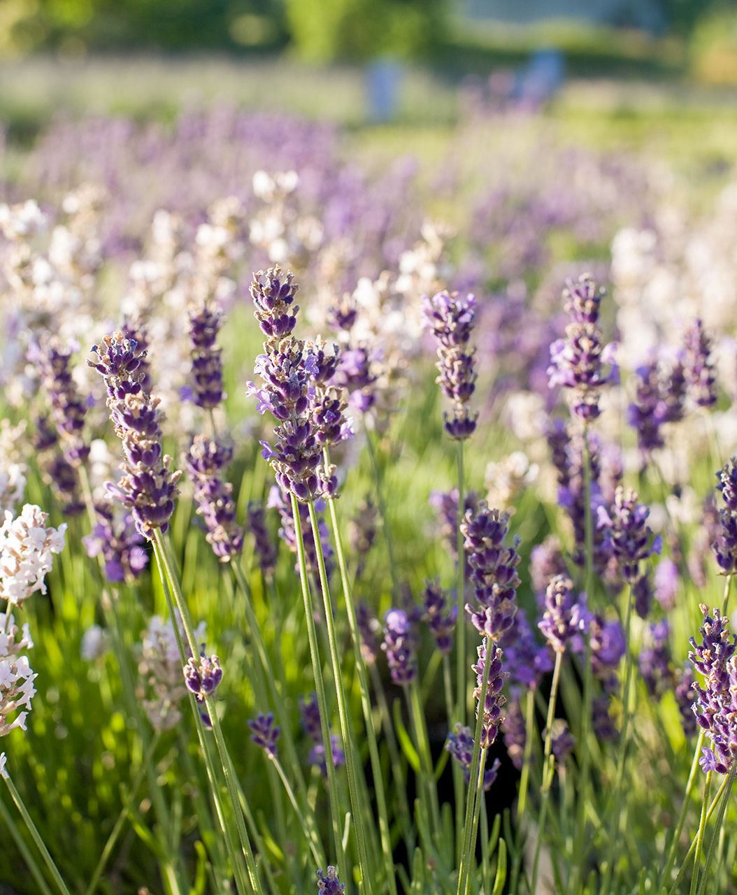 Lavender Plants Growing in Pots