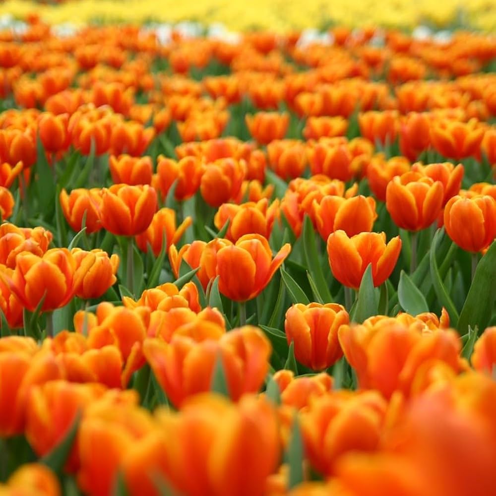 Potted Orange Tulip Flowers for Home Garden
