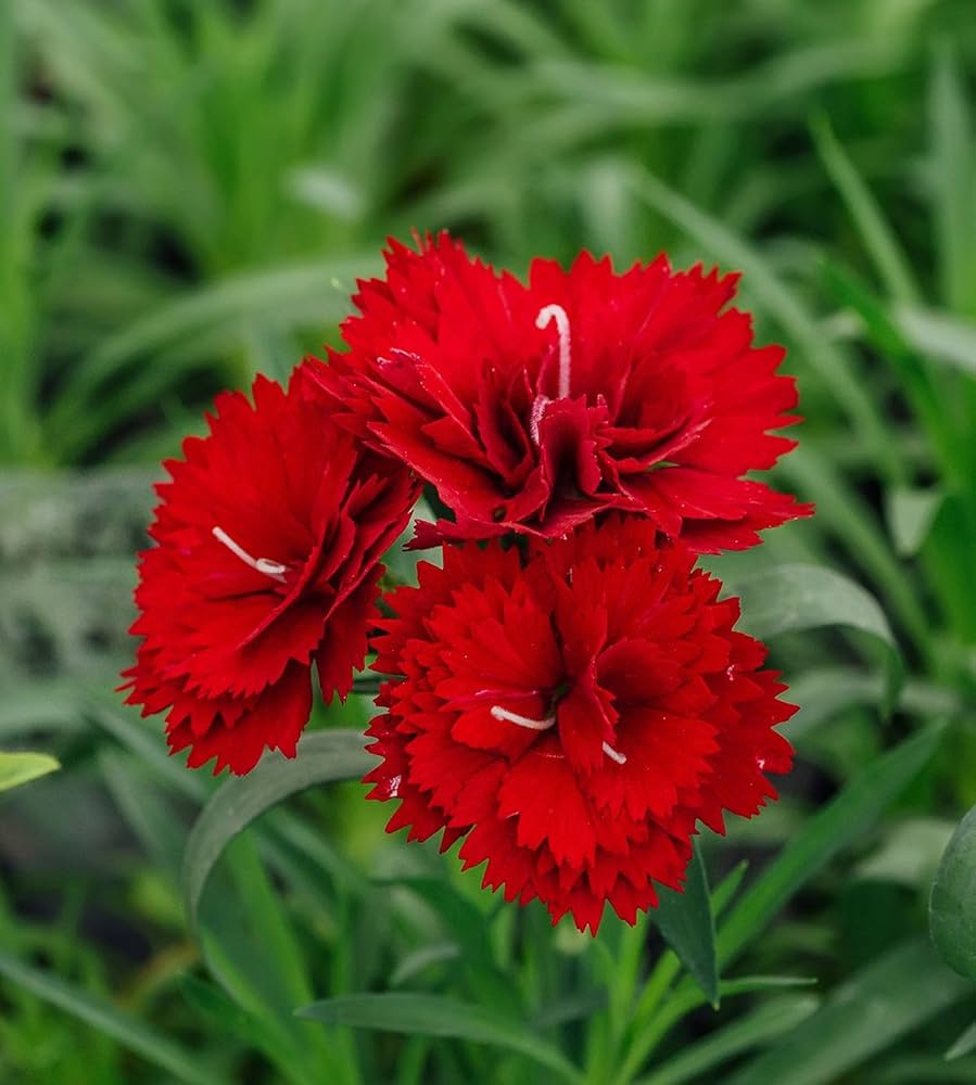Red Carnation Flowers in Pots