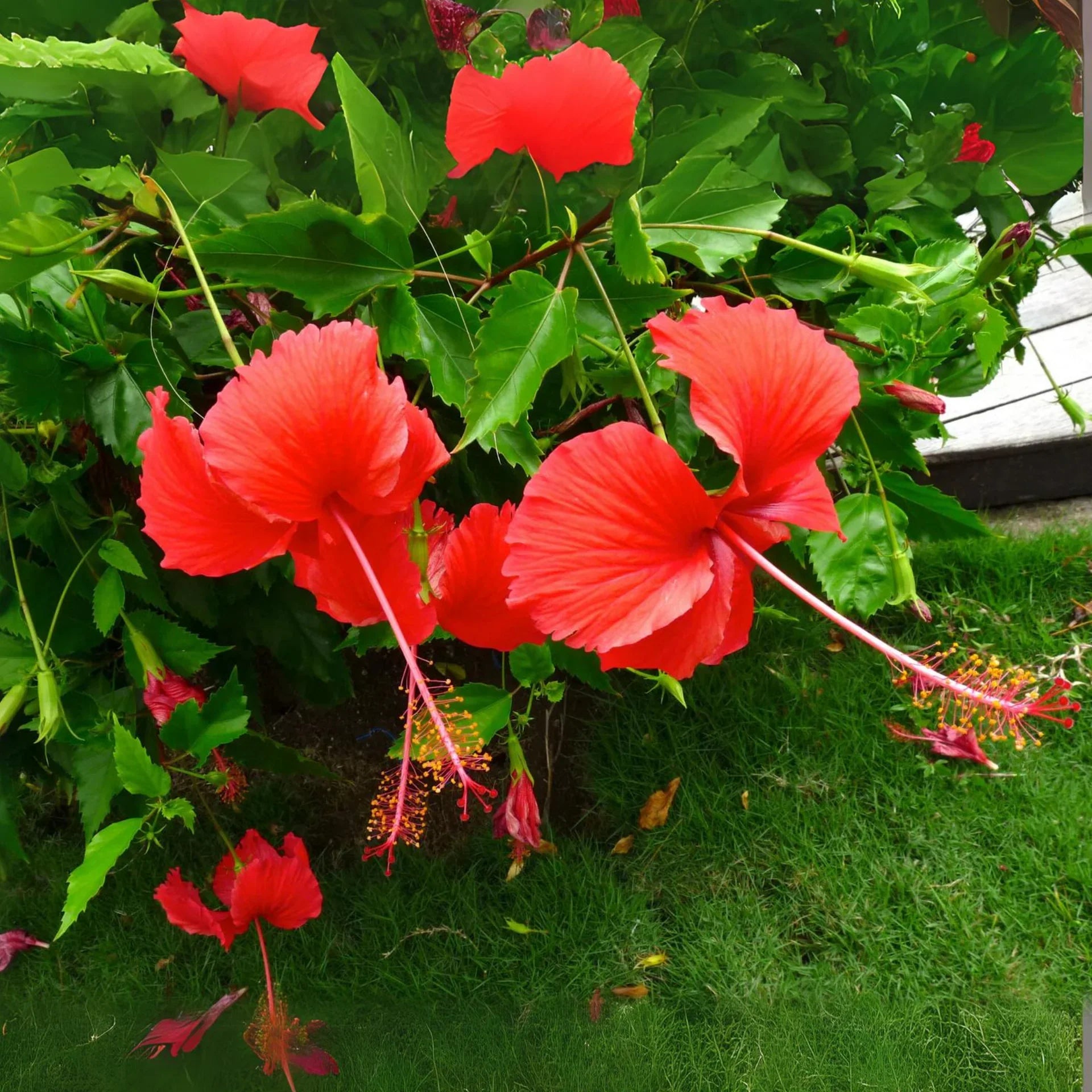 Potted Red Hibiscus Flower Plant