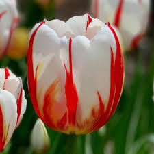 Potted Red & White Tulip Flower Plant