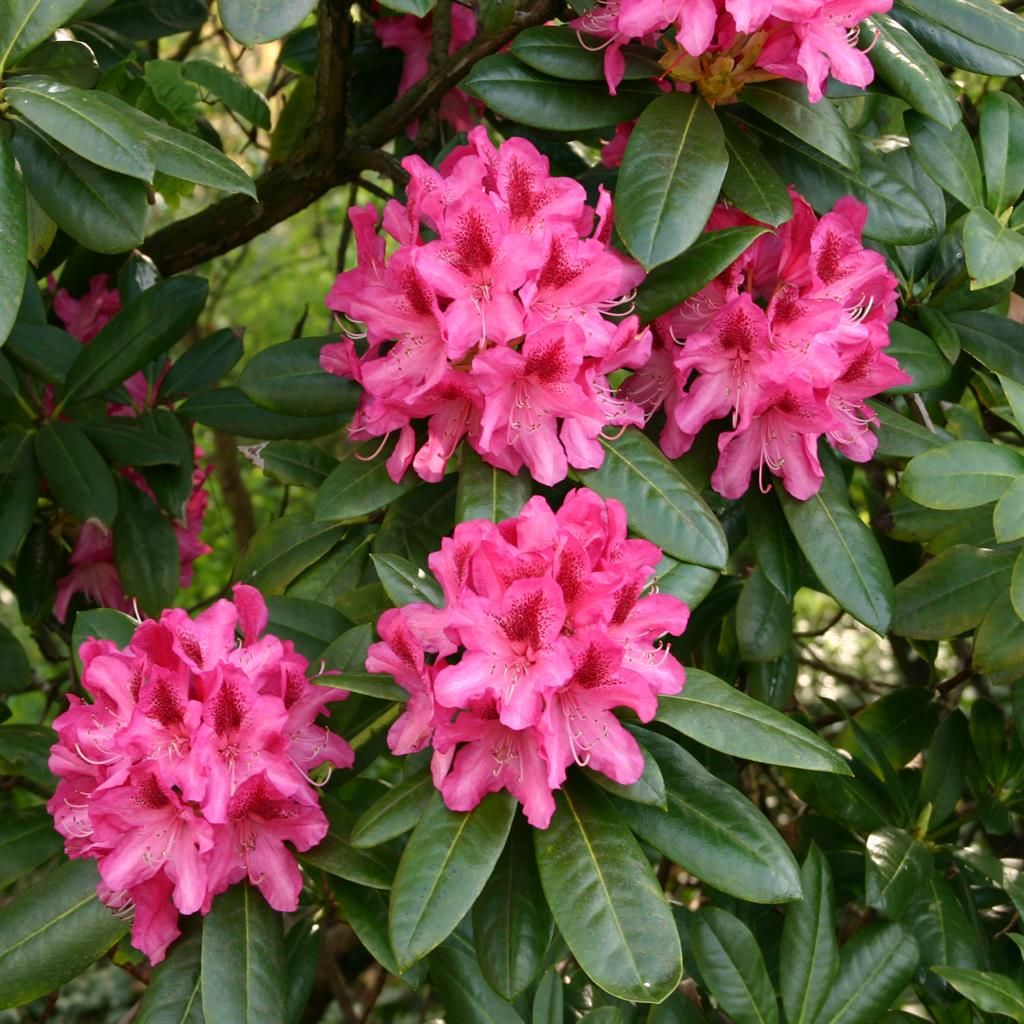 Potted Rhododendron Pink plant ready for display