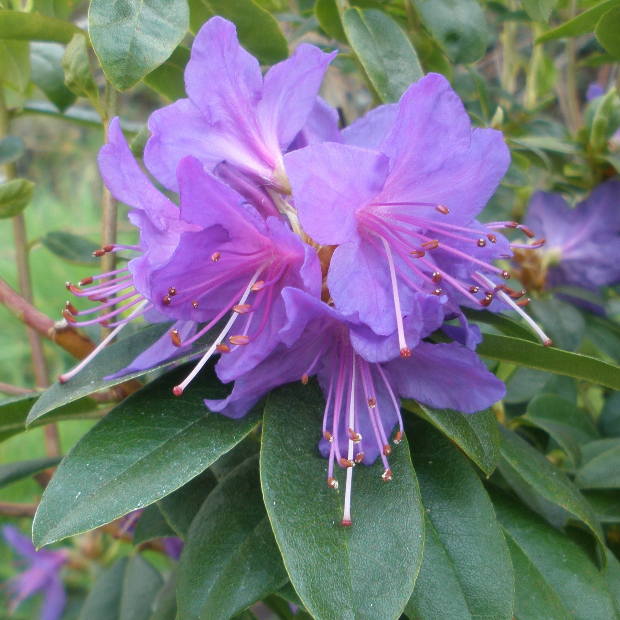 Potted violet Rhododendron plant
