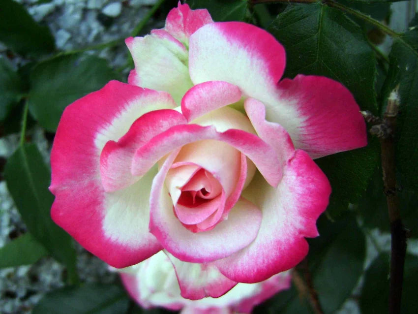 Close-up of Pale Pink Potted Rose Flower