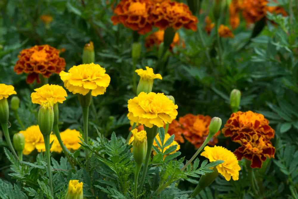 Russian Marigold Flowers in Pots