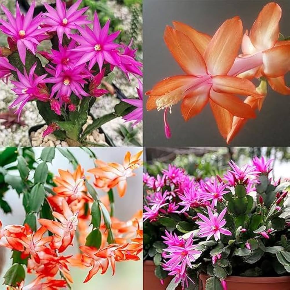 Potted Schlumbergera plant for indoor garden