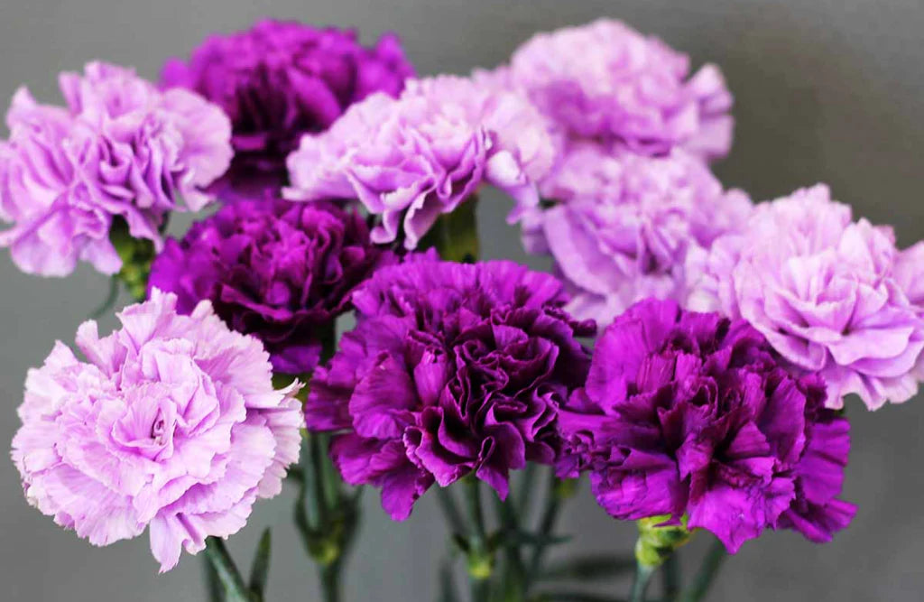 Potted Violet Carnation Plant in Bloom