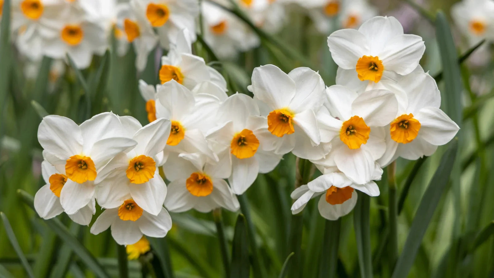 Potted White Daffodil Flowers