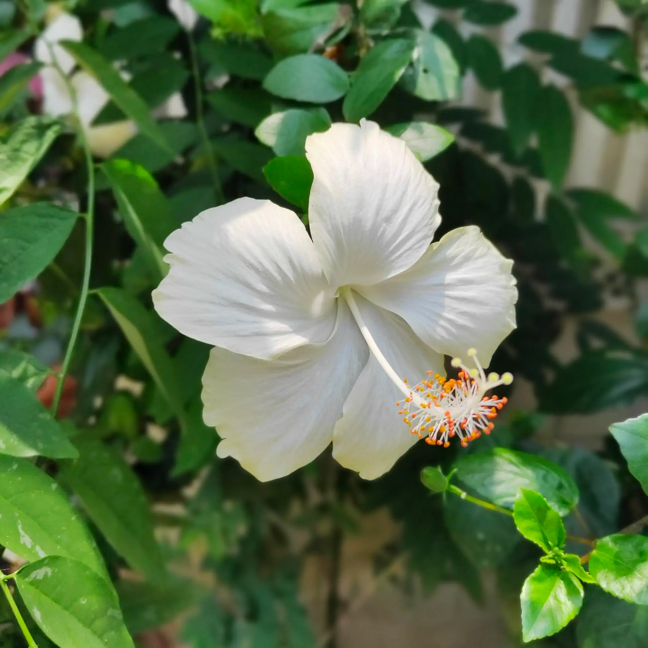 White Hibiscus Flowers Growing in Pots