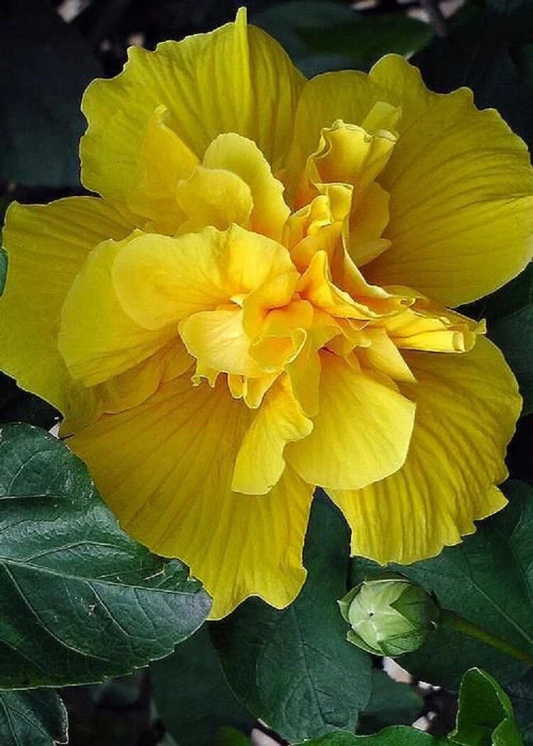 Yellow Hibiscus Plant Growing in Pot
