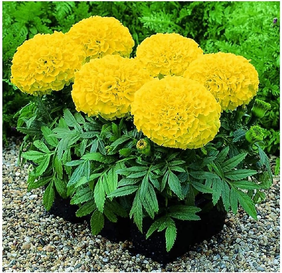 Potted Yellow Marigold Flowers for Home Gardens
