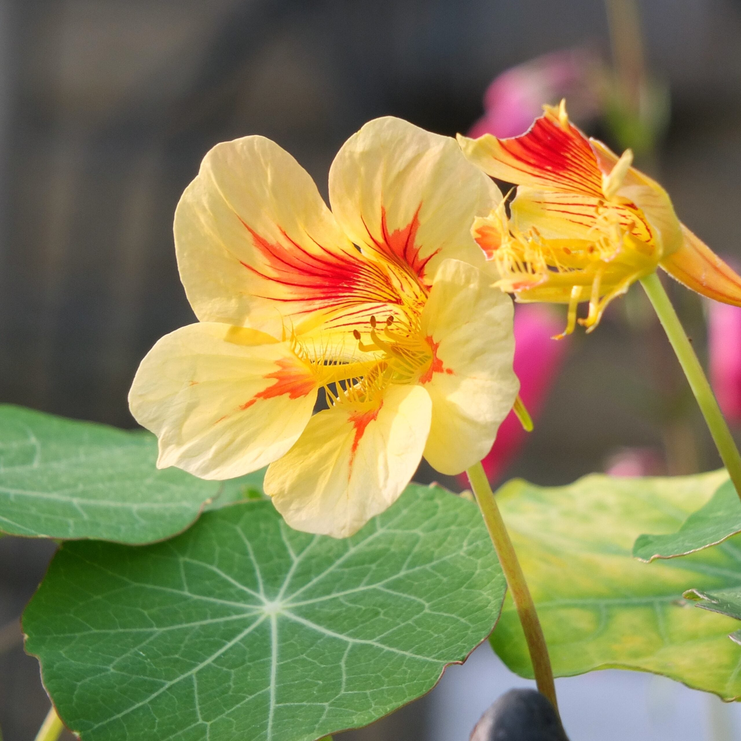 Potted Yellow Peach Nasturtium Plant