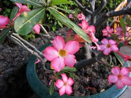 Potted Yellow Pink Adenium Obesum Plant