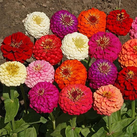 Zinnia Flowers Growing in Pots