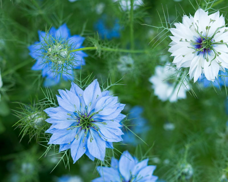 Mixed Nigella Damascena Seeds  Easy to Grow Flower Seeds