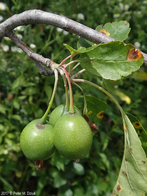 Prairie crabapple seeds flowering branch with soft pink blossoms
