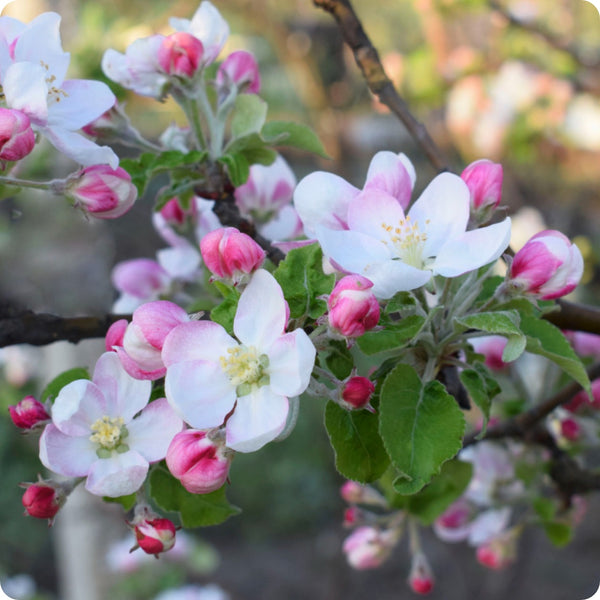 Prairie crabapple seeds Malus ioensis tree with pink-white spring flowers