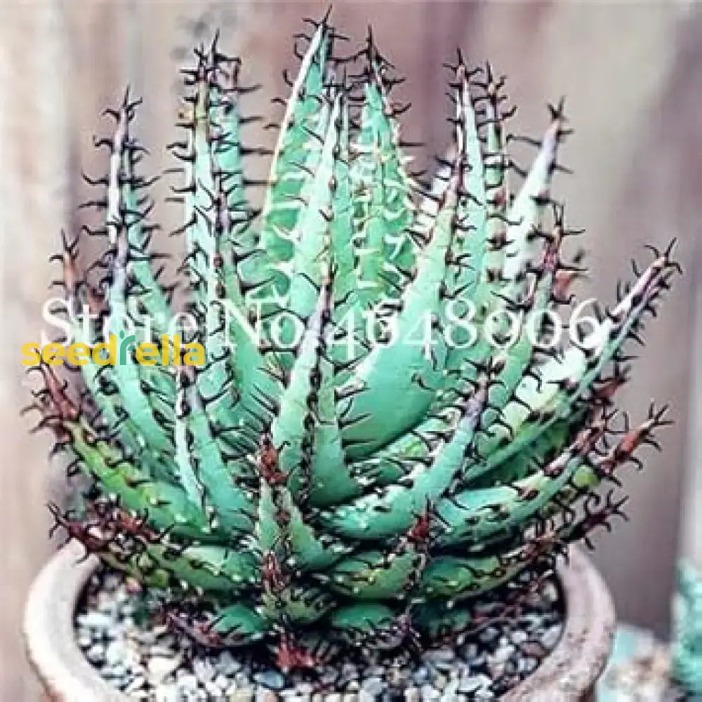 Premium Aloe Vera Seeds  Sky Blue Ideal For Easy Planting Herb