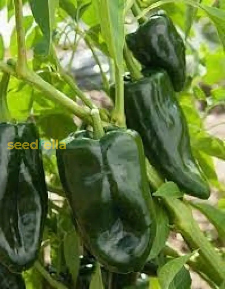 Premium Ancho Seeds For Planting In Your Garden Vegetable Seeds